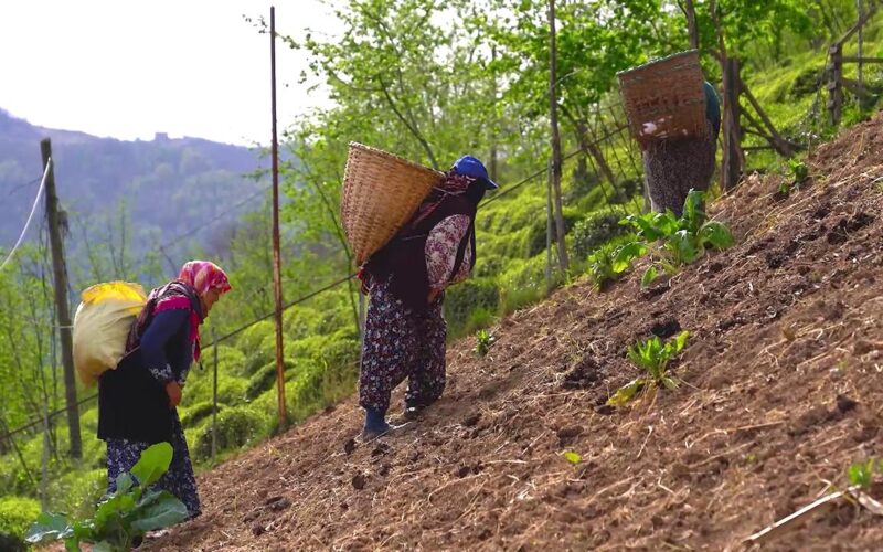 Ankara’nın Kendine Hayran Bırakan Gönül İlçesi: Nallıhan